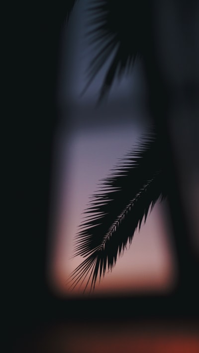 日落时棕榈树的轮廓